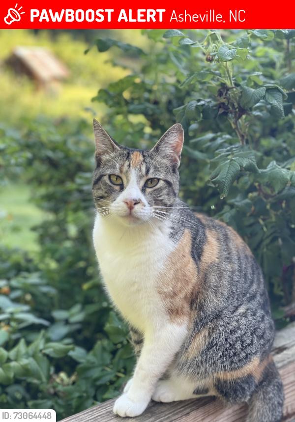 Lost Female Cat last seen Cedar Hill Rd near Aura Vista and Bailey roads, Asheville, NC 28806