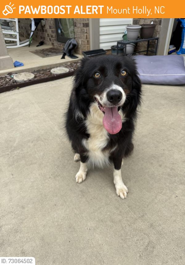 Found/Stray Female Dog last seen Moses Rhyne, Mount Holly, NC 28120