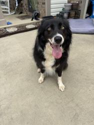 Found/Stray Female Dog last seen Moses Rhyne, Mount Holly, NC 28120
