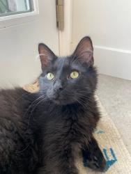 Lost Male Cat last seen Beverly Rd and Avenue C, Brooklyn, NY 11218
