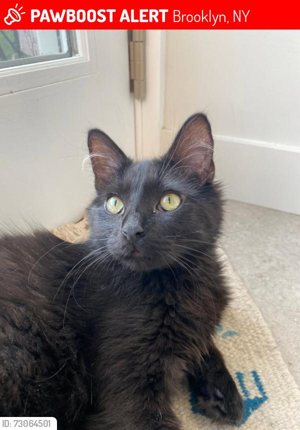 Lost Male Cat last seen Beverly Rd and Avenue C, Brooklyn, NY 11218