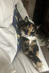 Lost Female Cat last seen Near Hooper Park, Hooper, UT 84315