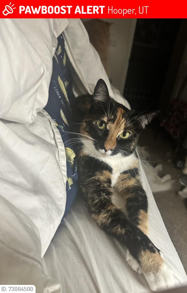 Lost Female Cat last seen Near Hooper Park, Hooper, UT 84315