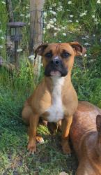 Lost Male Dog last seen Middleton and Midland, Nampa, ID 83651