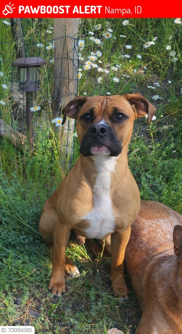 Lost Male Dog last seen Middleton and Midland, Nampa, ID 83651