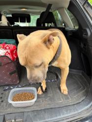 Lost Male Dog last seen Elliot elementary, Tulsa, OK 74105
