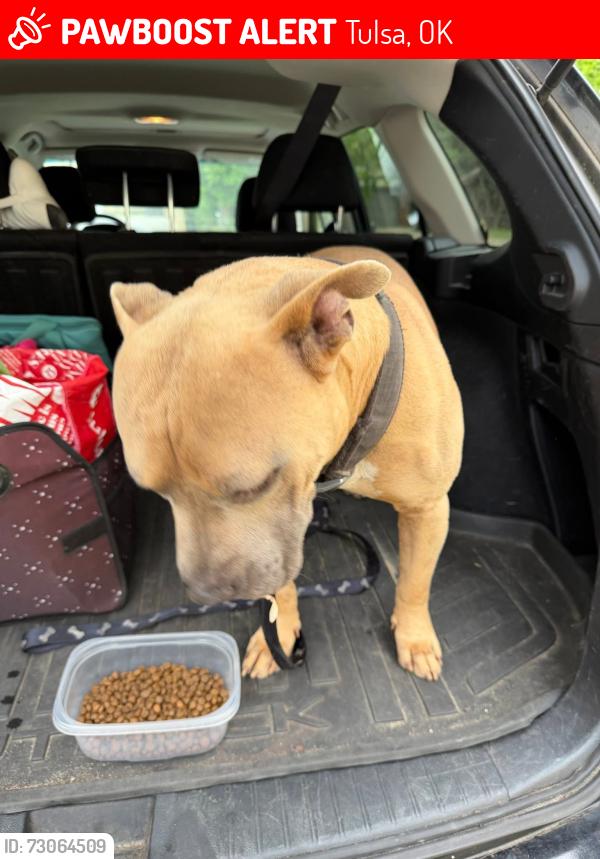 Lost Male Dog last seen Elliot elementary, Tulsa, OK 74105