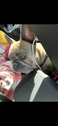 Lost Male Dog last seen Arenal unser, Albuquerque, NM 87121