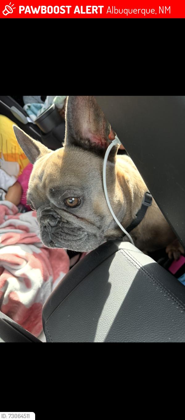 Lost Male Dog last seen Arenal unser, Albuquerque, NM 87121