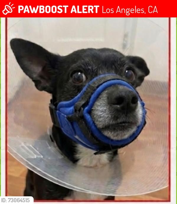 Lost Male Dog last seen Perishi gdquare, Los Angeles, CA 90013