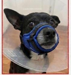 Lost Male Dog last seen Perishi gdquare, Los Angeles, CA 90013
