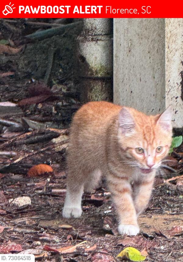Lost Male Cat last seen Autozone s Irby street, Florence, SC 29501