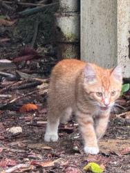 Lost Male Cat last seen Autozone s Irby street, Florence, SC 29501