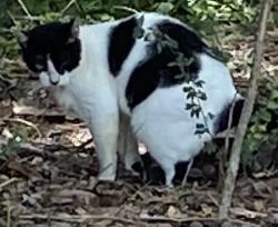 Found/Stray Unknown Cat last seen Lakewoodlands, The Woodlands, TX 77380