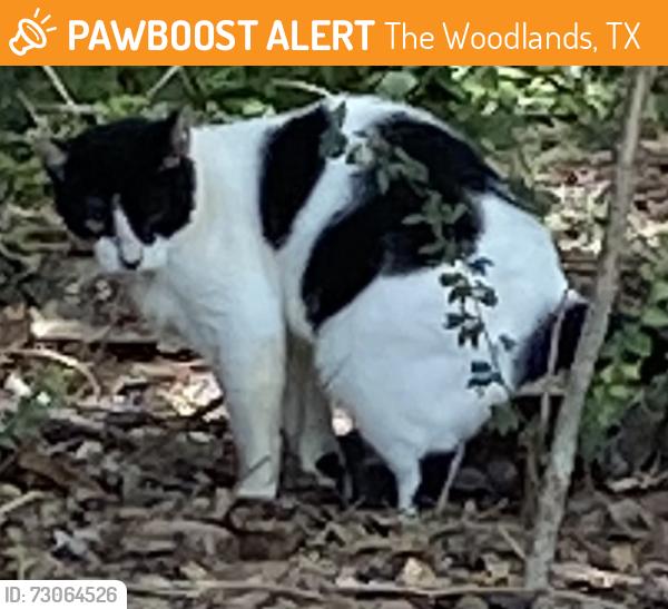 Found/Stray Unknown Cat last seen Lakewoodlands, The Woodlands, TX 77380