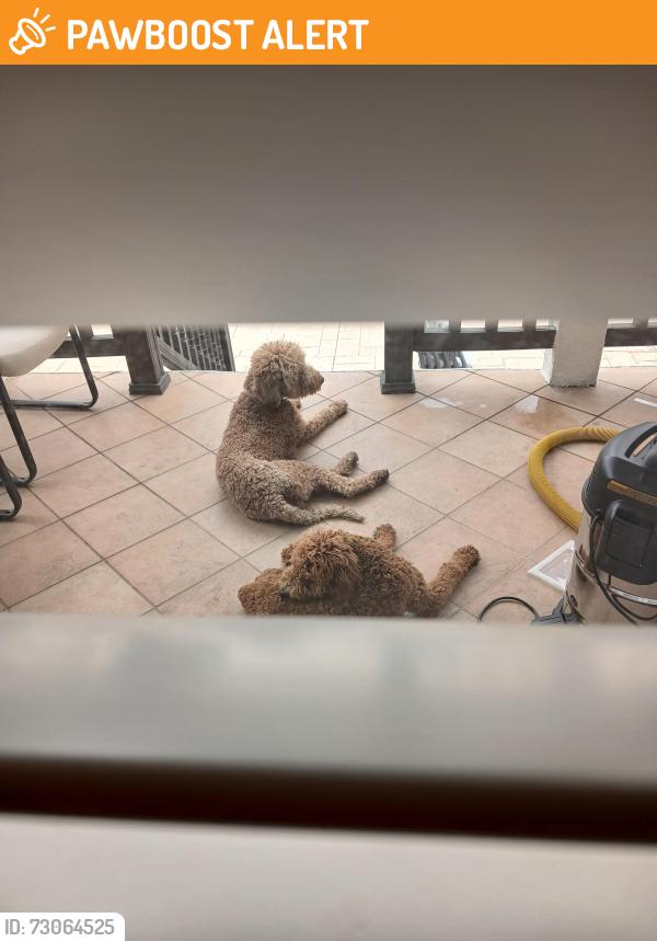 Found/Stray Female Dog last seen Haven, Rancho Cucamonga, CA 91730
