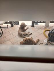Found/Stray Female Dog last seen Haven, Rancho Cucamonga, CA 91730