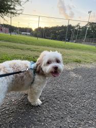 Reunited Male Dog last seen Pin Oak Cir, Oakliff Rd , Doraville, GA 30340