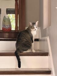 Lost Female Cat last seen Coronado and Stonebridge, McKinney, TX 75072