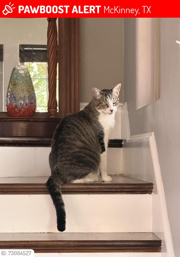 Lost Female Cat last seen Coronado and Stonebridge, McKinney, TX 75072