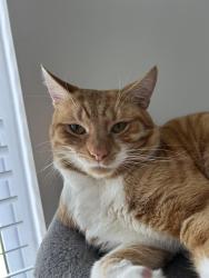 Lost Male Cat last seen South Park Hill Road & Elmhurst school , Greater London, England CR2 7DZ