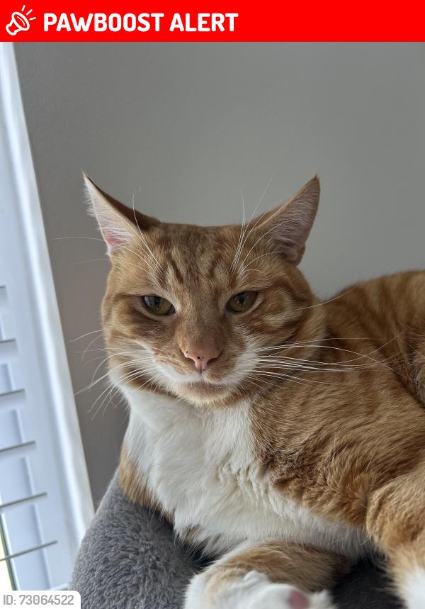 Lost Male Cat last seen South Park Hill Road & Elmhurst school , Greater London, England CR2 7DZ