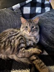 Lost Male Cat last seen Leicester st/Buckingham/Garland rd, Garland, TX 75044