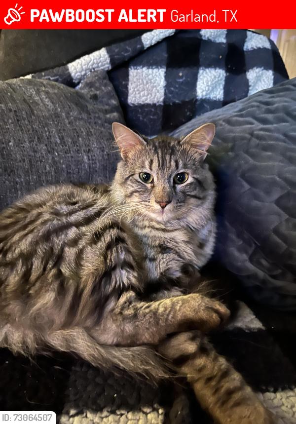 Lost Male Cat last seen Leicester st/Buckingham/Garland rd, Garland, TX 75044