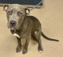Shelter Stray Female Dog last seen Near Steel Drive Tucker GA 30084, 30084, GA, 3280 Chamblee Dunwoody Rd, Chamblee, GA 30341, USA