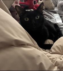Reunited Male Cat last seen Redcatch Road , Bristol City, England 