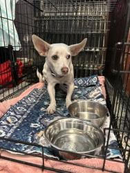 Shelter Stray Female Dog last seen caesar chavez park on foothill blvd, Oakland, CA, 1101 29th Ave, Oakland, CA 94601, USA