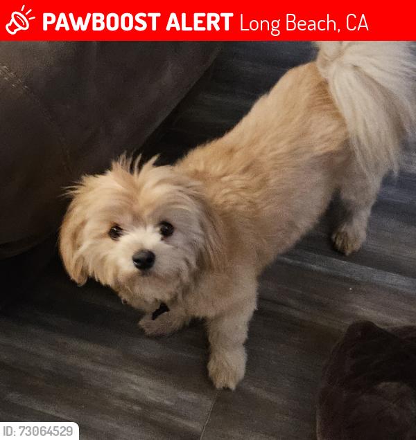 Lost Female Dog last seen 33rd and Falcon, Long Beach, CA 90755