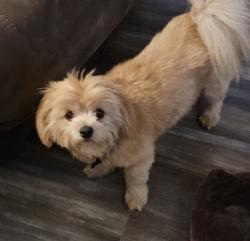 Lost Female Dog last seen 33rd and Falcon, Long Beach, CA 90755