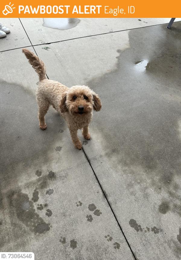 Found/Stray Female Dog last seen Eagle/Colchester, Eagle, ID 83713