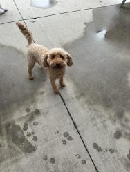 Found/Stray Female Dog last seen Eagle/Colchester, Eagle, ID 83713