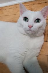 Lost Female Cat last seen 28th and union , Chicago, IL 60616
