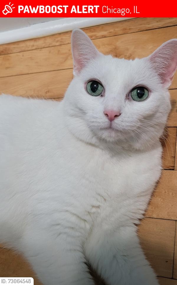 Lost Female Cat last seen 28th and union , Chicago, IL 60616