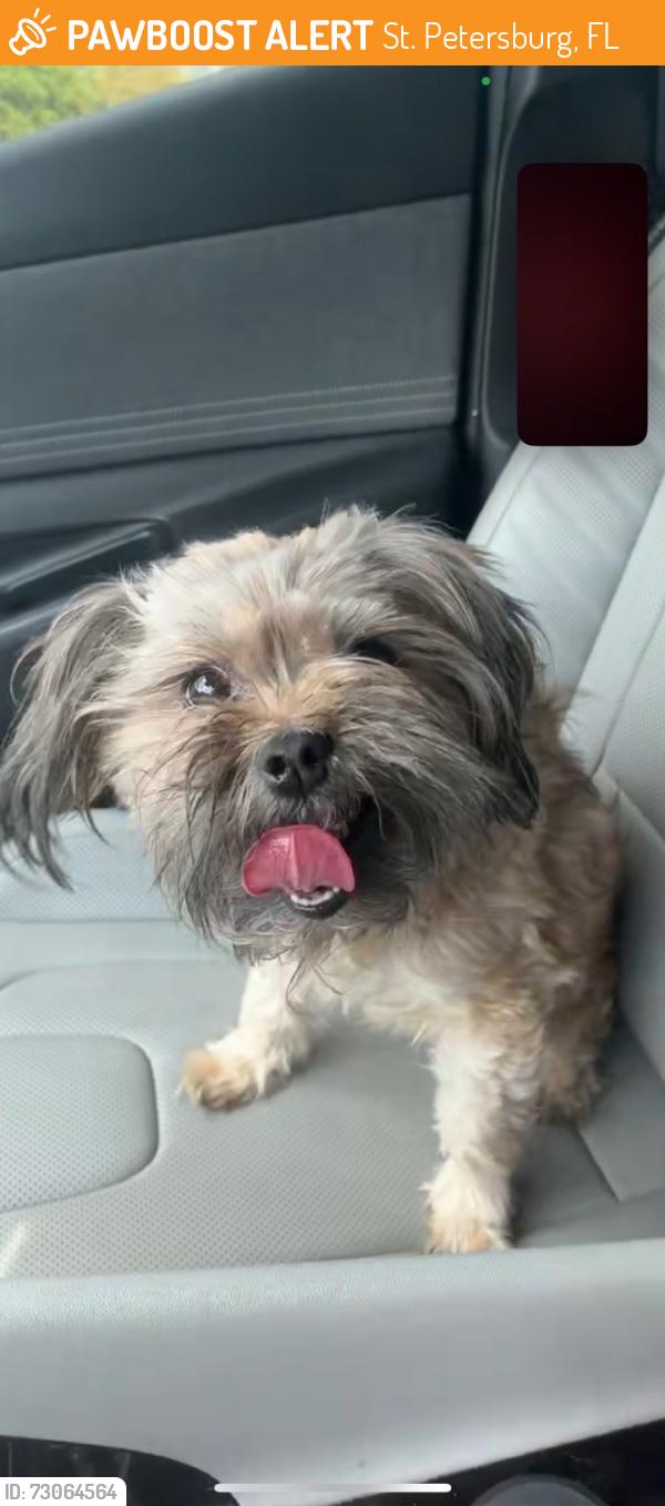 Found/Stray Male Dog last seen In apmt complex , St. Petersburg, FL 33712