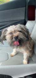 Found/Stray Male Dog last seen In apmt complex , St. Petersburg, FL 33712