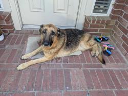 Found/Stray Female Dog last seen Hidden Lake CT, Montgomery County, TX 77354