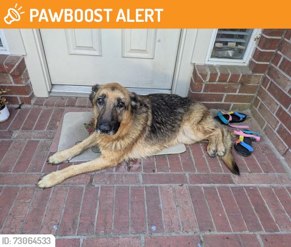 Found/Stray Female Dog last seen Hidden Lake CT, Montgomery County, TX 77354