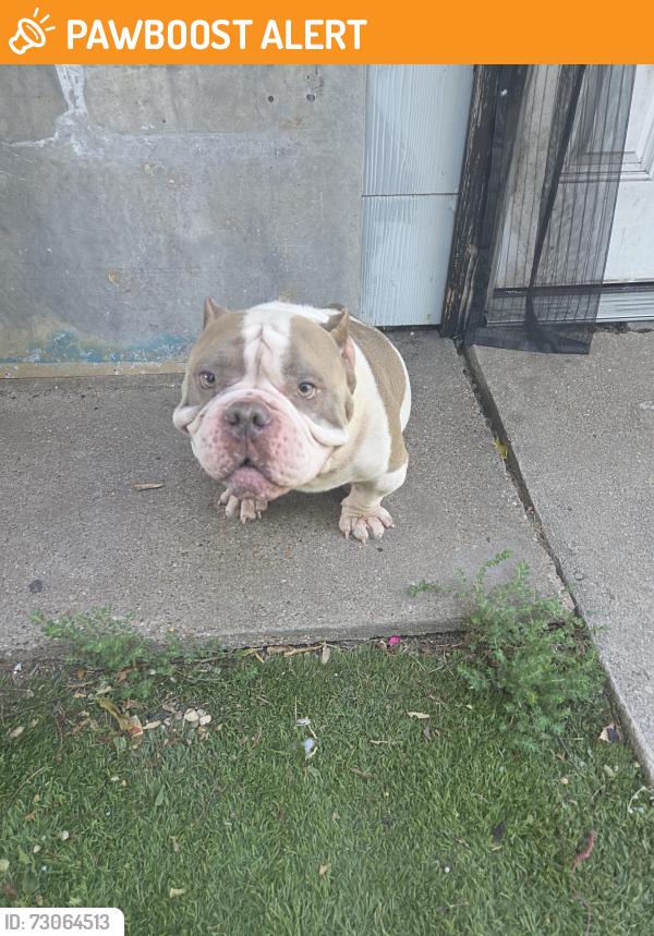 Found/Stray Male Dog last seen Off dale lane, White Settlement, TX 76108
