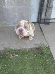 Found/Stray Male Dog last seen Off dale lane, White Settlement, TX 76108