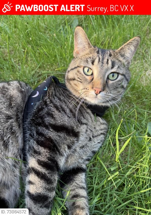 Lost Male Cat last seen Near & 56b (Surrey), Surrey, BC V3X 2X5