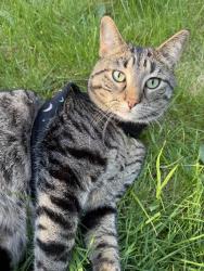 Lost Male Cat last seen Near & 56b (Surrey), Surrey, BC V3X 2X5