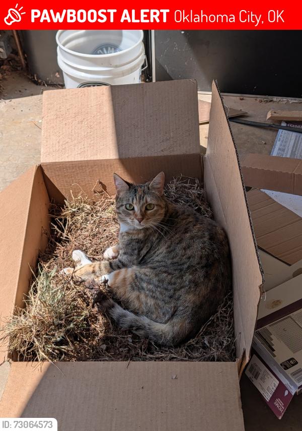 Lost Female Cat last seen Westlake Neighborhood on Brandon, Oklahoma City, OK 73142