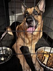 Found/Stray Male Dog last seen Peters dr & griffin ave, Leesburg, FL 34748