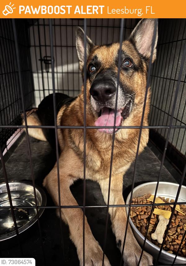 Found/Stray Male Dog last seen Peters dr & griffin ave, Leesburg, FL 34748
