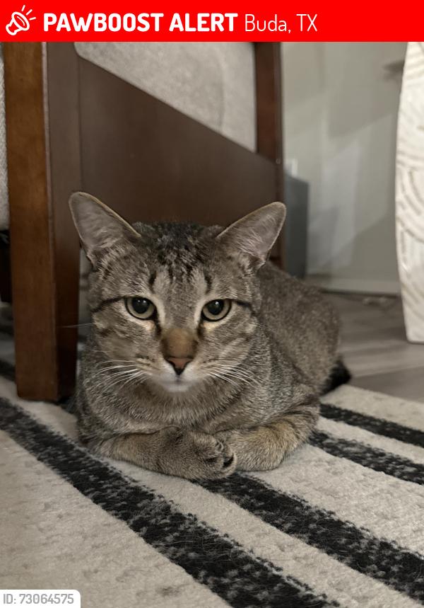 Lost Male Cat last seen Sweatleaf and Purple Heart, Buda, TX 78610
