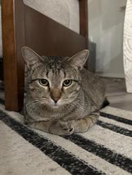 Lost Male Cat last seen Sweatleaf and Purple Heart, Buda, TX 78610